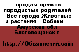 продам щенков породистых родителей - Все города Животные и растения » Собаки   . Амурская обл.,Благовещенск г.